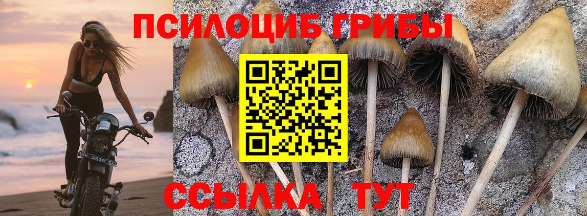 Псилоцибиновые грибы Psilocybe Новоалександровск